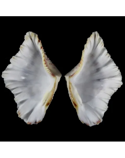 Hippopus Hippopus 