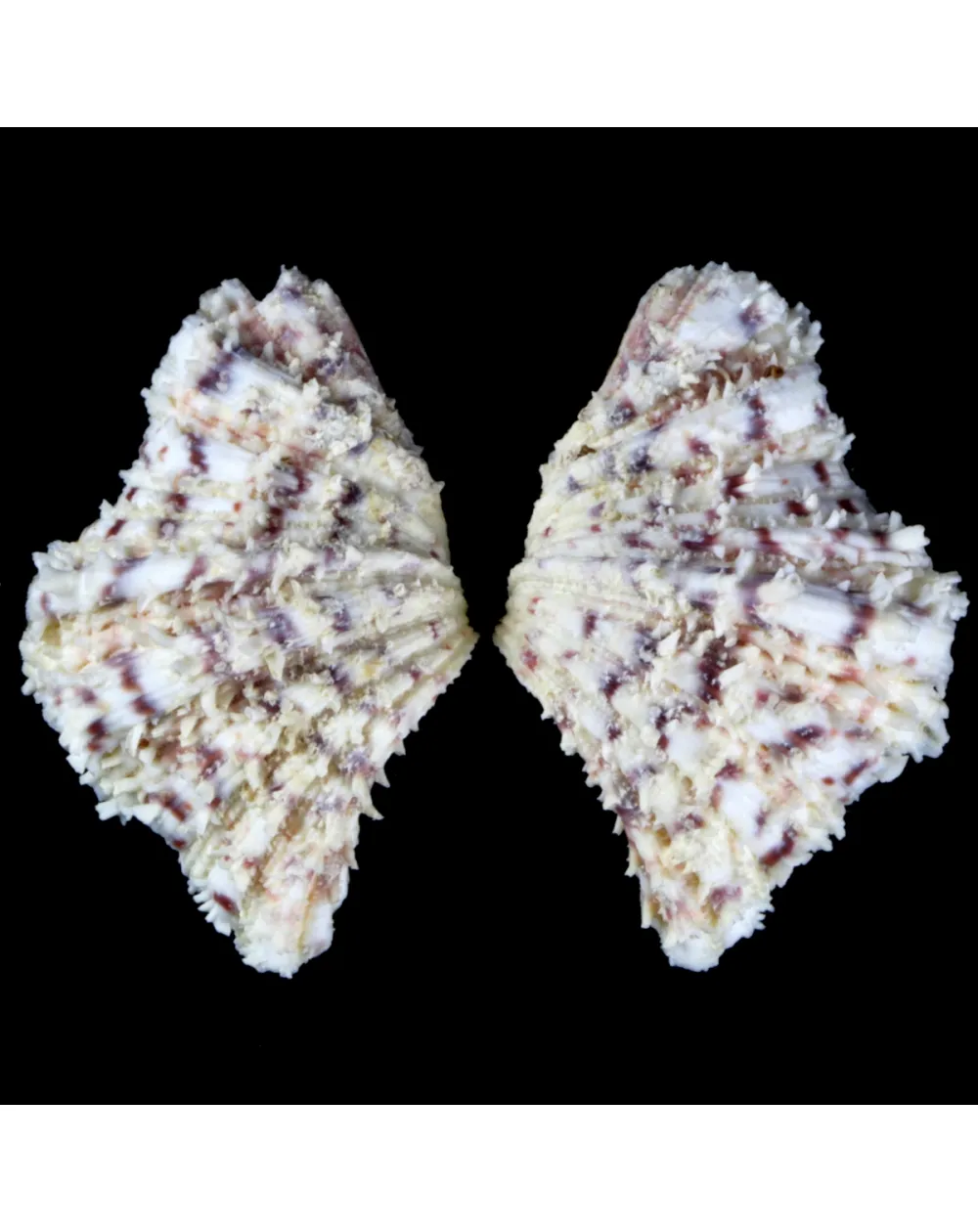Hippopus Hippopus 