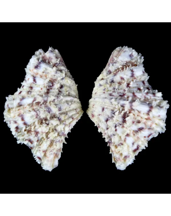 Hippopus Hippopus 