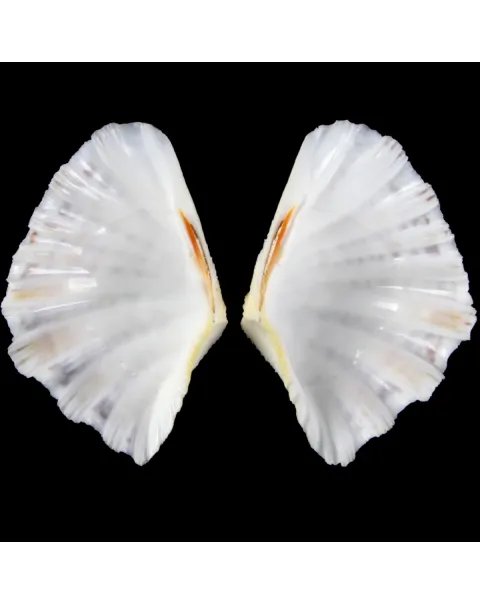 Hippopus  Pocellanus