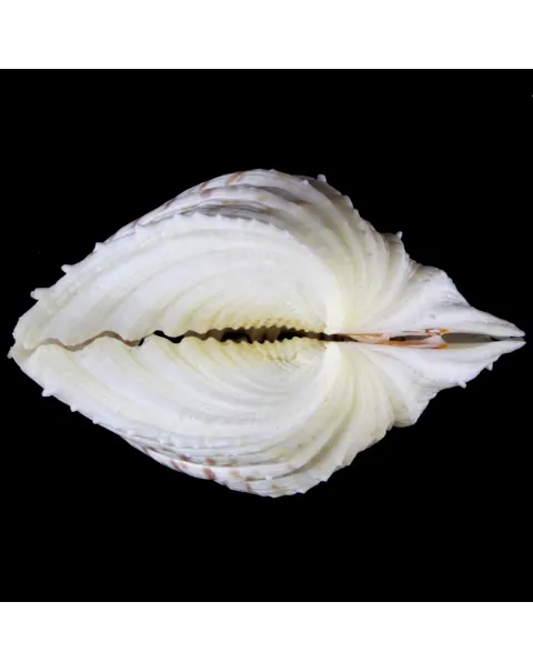 Hippopus  Pocellanus