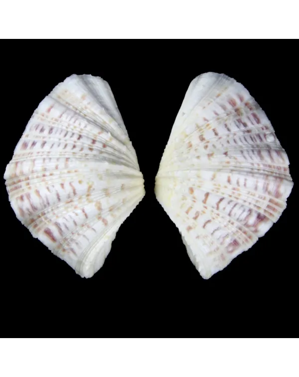 Hippopus  Pocellanus
