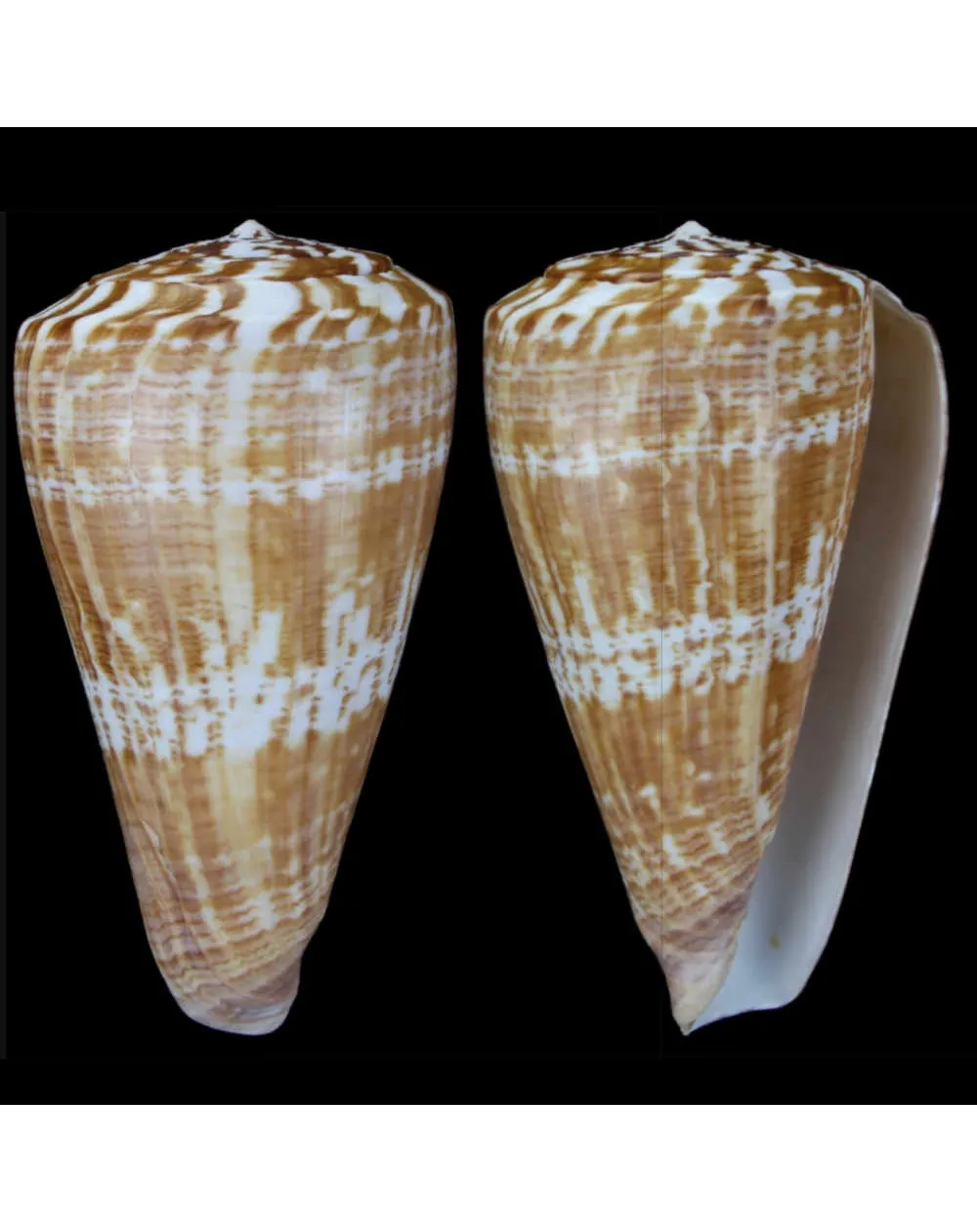 Kalloconus Pulcher Prometheus