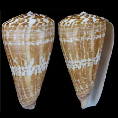Kalloconus Pulcher Prometheus