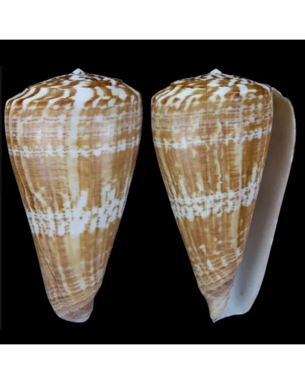 Kalloconus Pulcher Prometheus