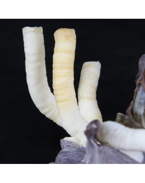 Lopha Cristagalli e Siliquaria