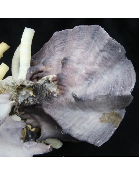 Lopha Cristagalli e Siliquaria