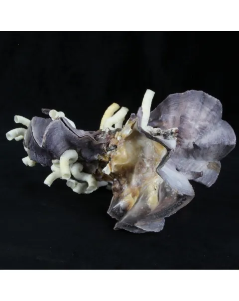 Lopha Cristagalli e Siliquaria