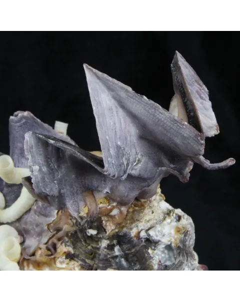 Lopha Cristagalli e Siliquaria