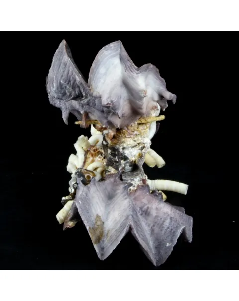 Lopha Cristagalli e Siliquaria
