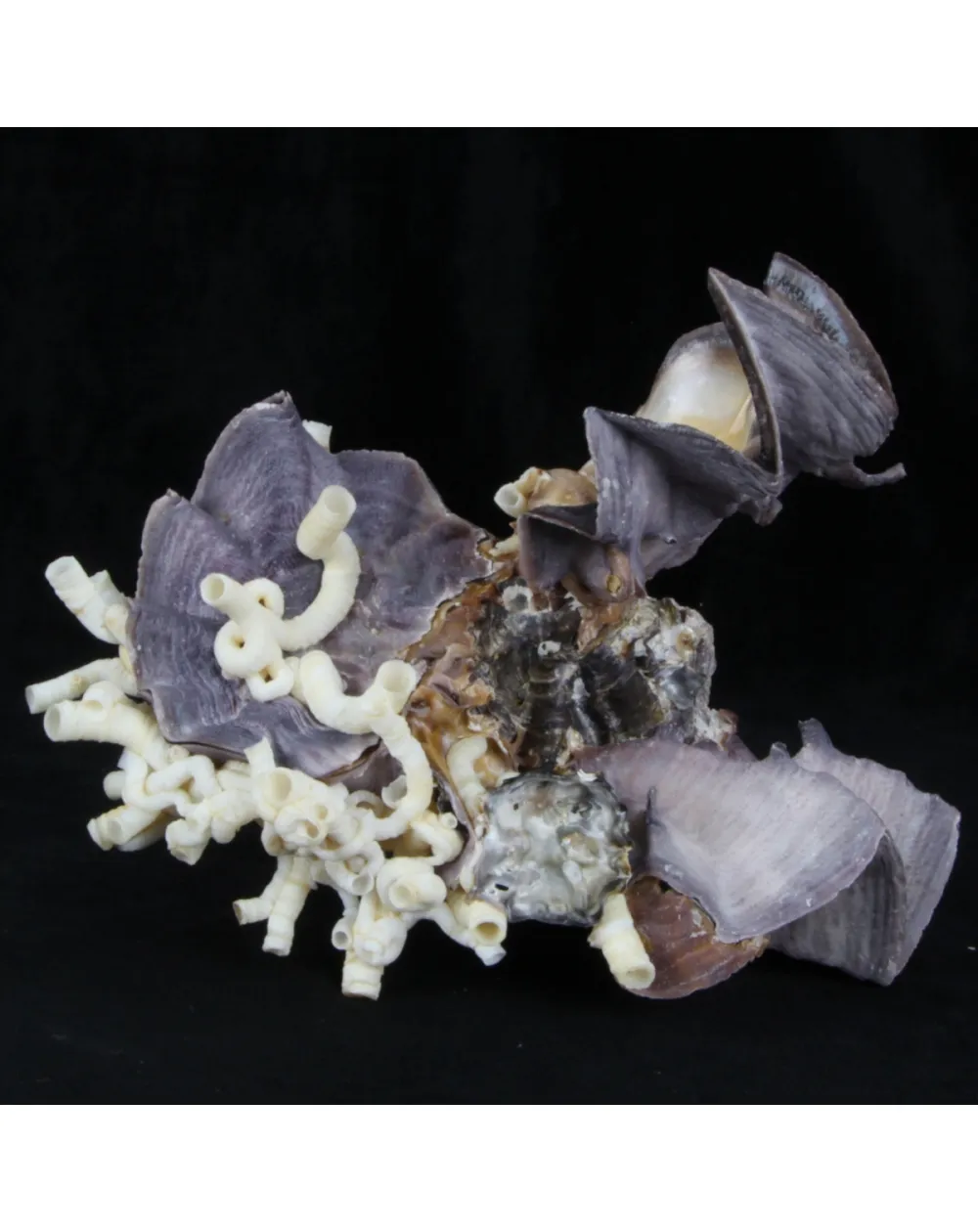 Lopha Cristagalli e Siliquaria