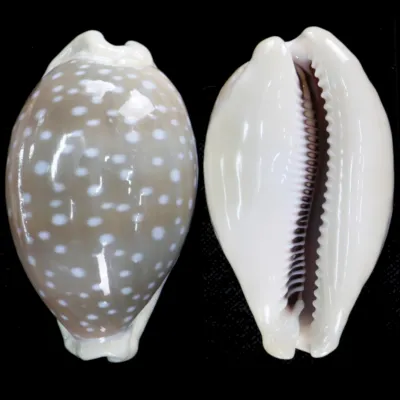 Lyncina Camelopardalis