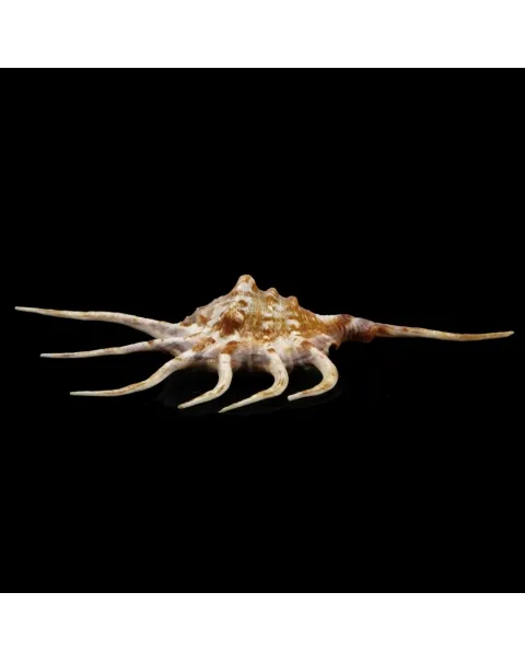 Lambis Crocata