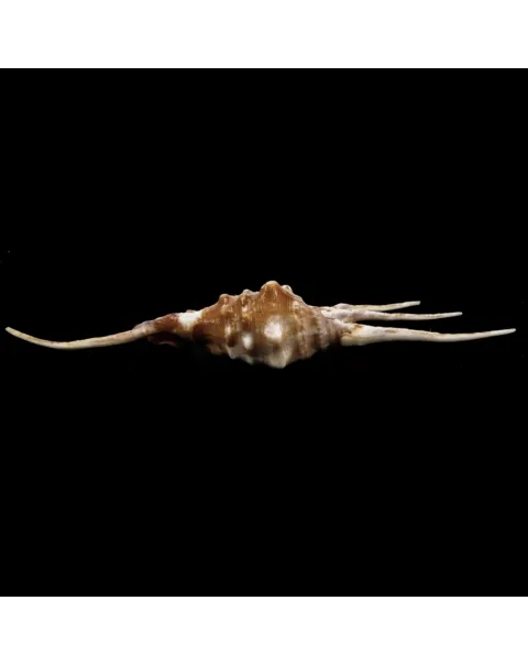 Lambis Crocata