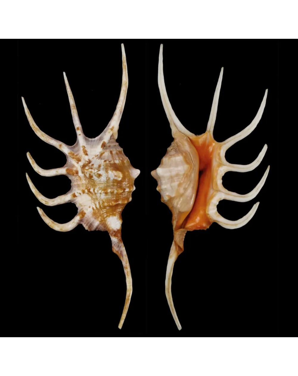 Lambis Crocata