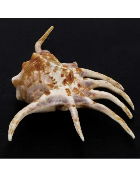 Lambis Crocata