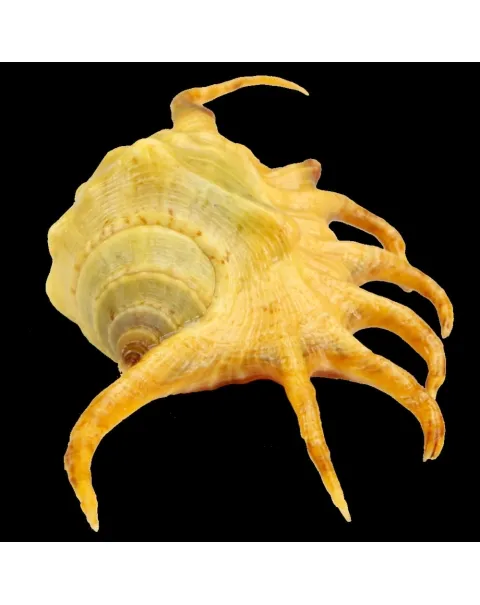 Lambis Crocata