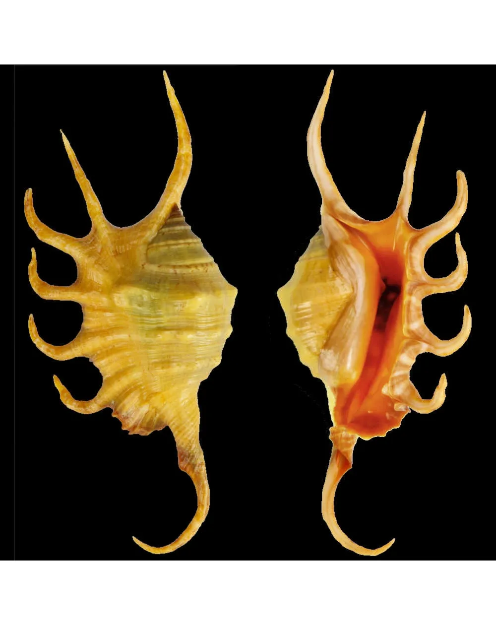 Lambis Crocata