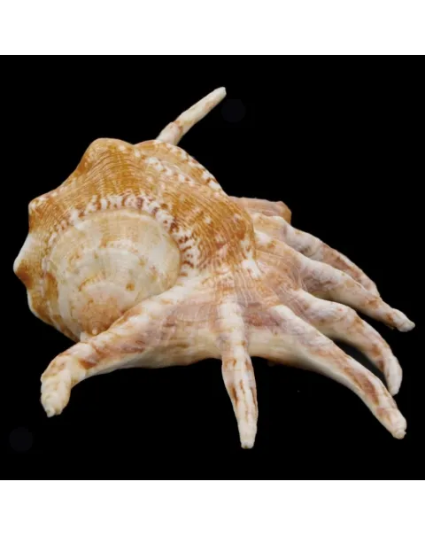 Lambis Crocata