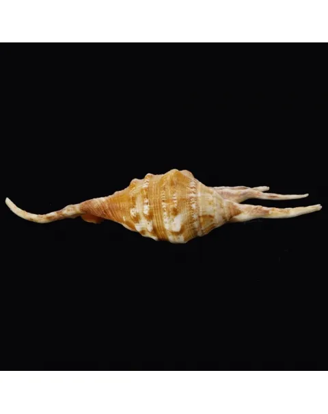Lambis Crocata