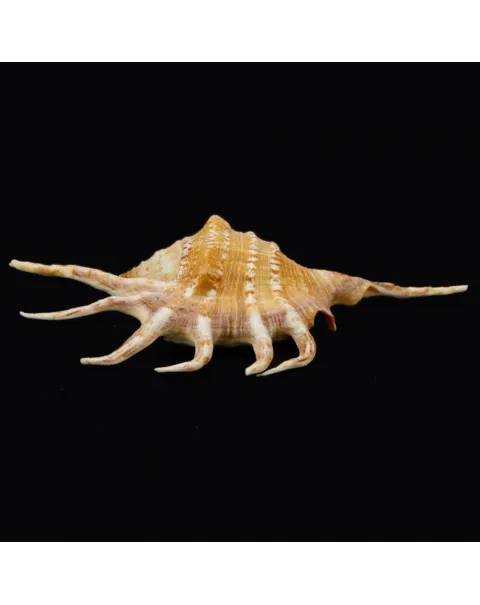 Lambis Crocata