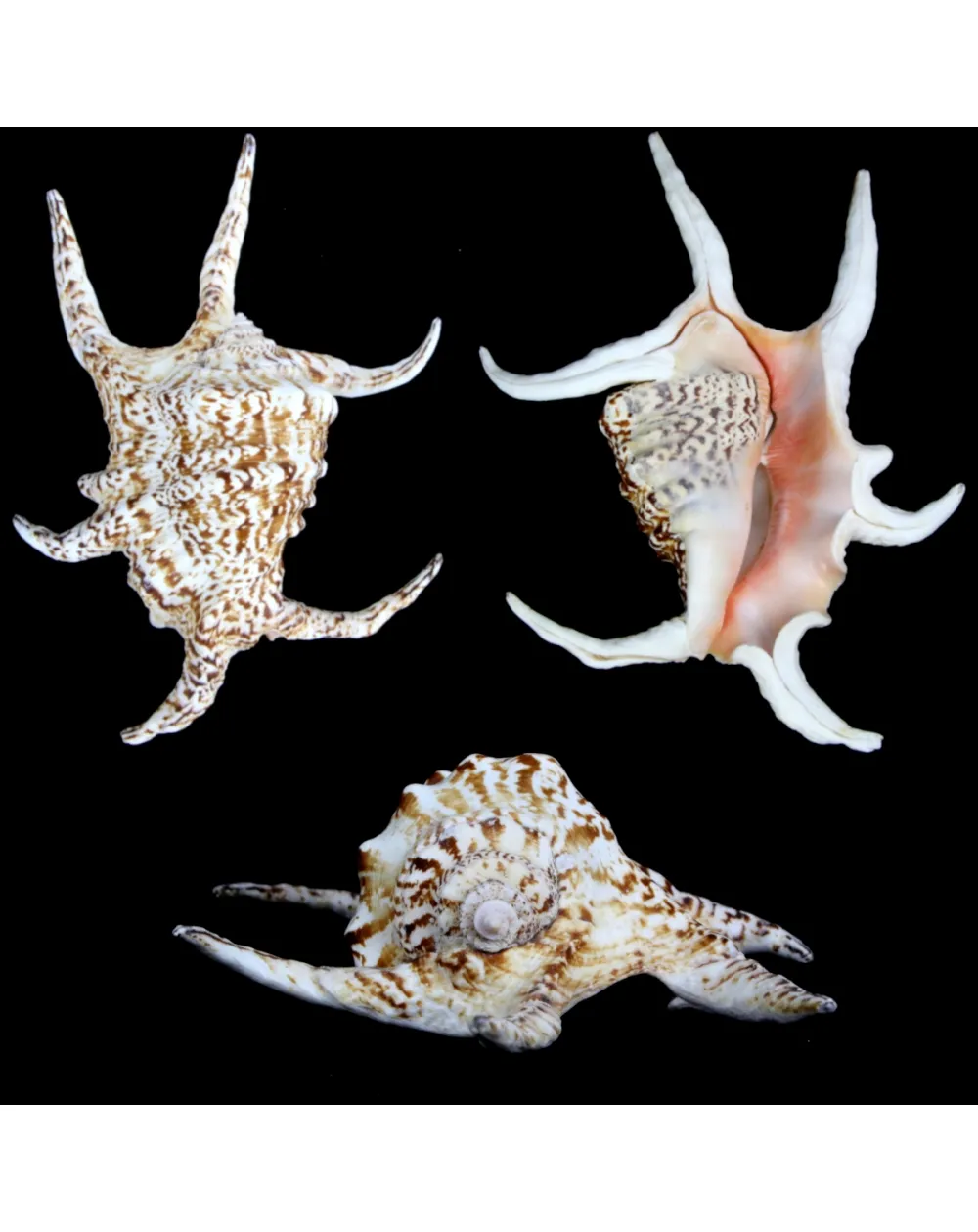 Harpago Chiragra