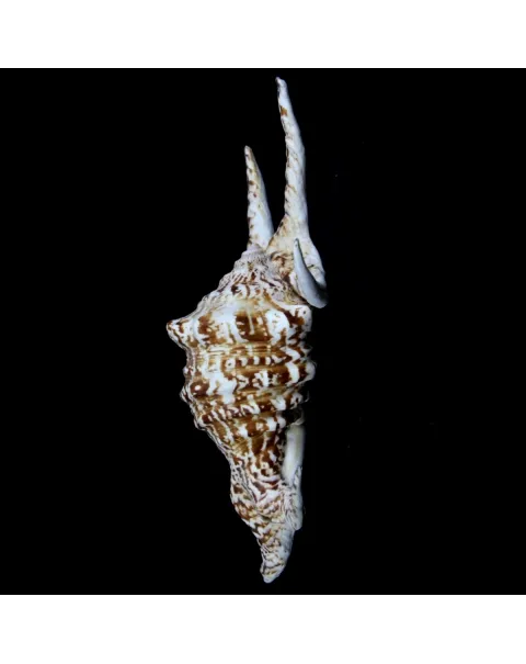 Harpago Chiragra