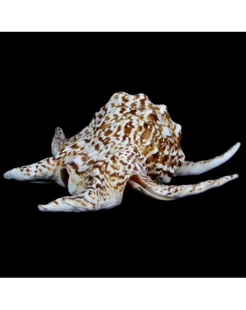 Harpago Chiragra
