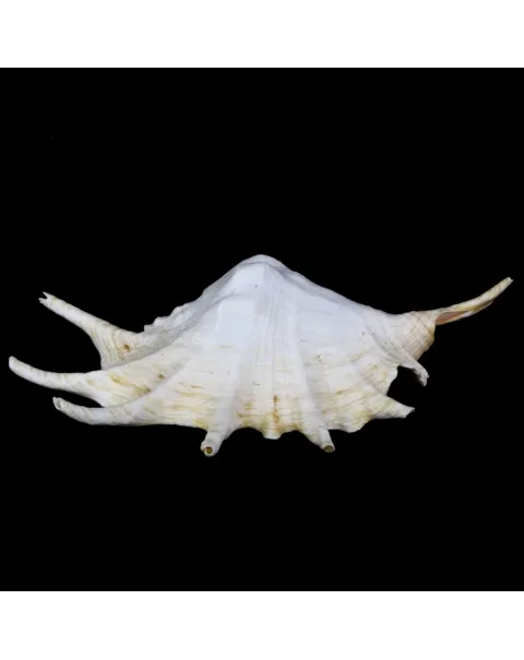 Lambis Lambis