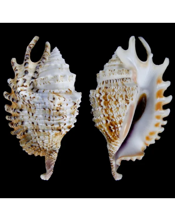 Lambis Violacea