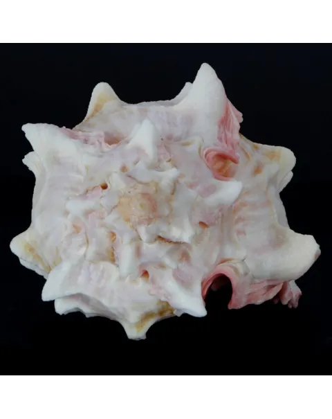 Hexaplex Erythrostomus