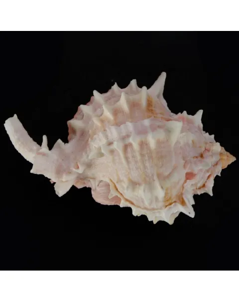 Hexaplex Erythrostomus