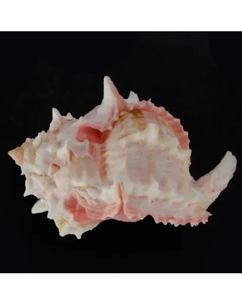 Hexaplex Erythrostomus