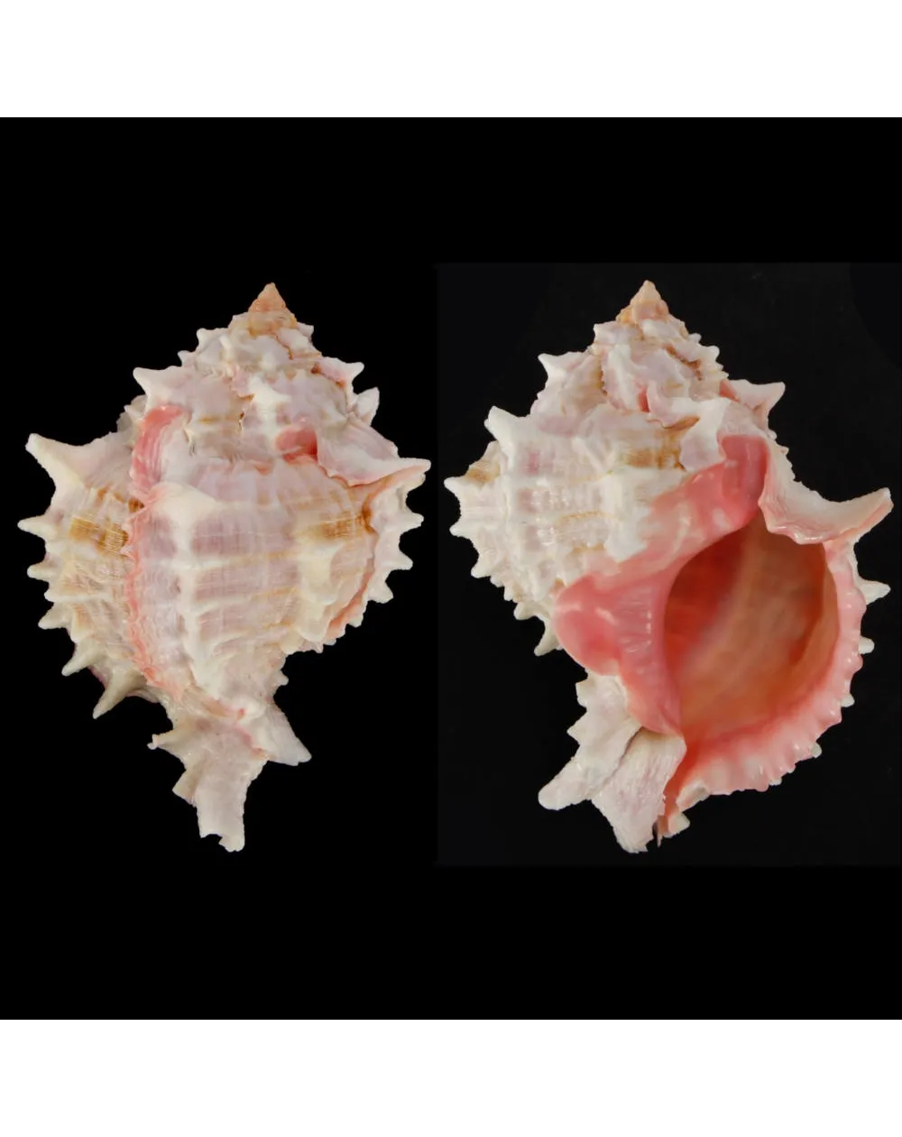Hexaplex Erythrostomus