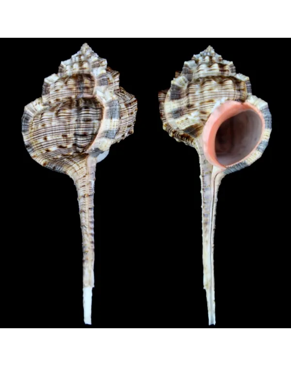 Murex Haustellum haustellum