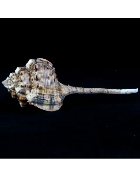 Murex Haustellum haustellum