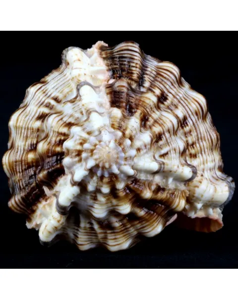 Murex Haustellum haustellum