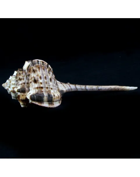 Haustellum Haustellum XL