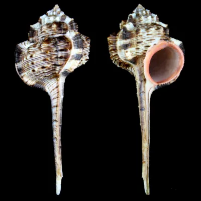 Haustellum Haustellum XL