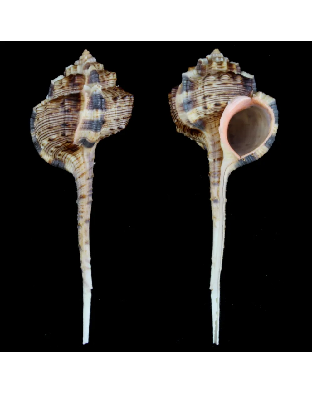 Haustellum Haustellum XL