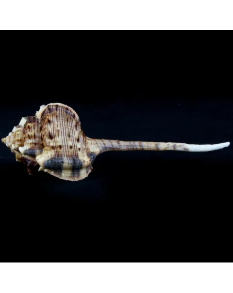 Haustellum Haustellum XL