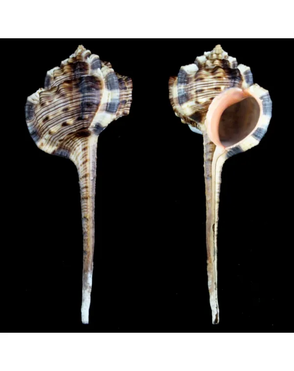Haustellum Haustellum XL