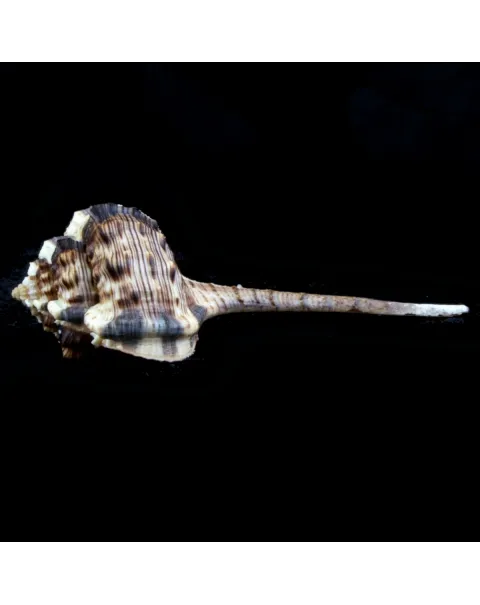 Haustellum Haustellum XL