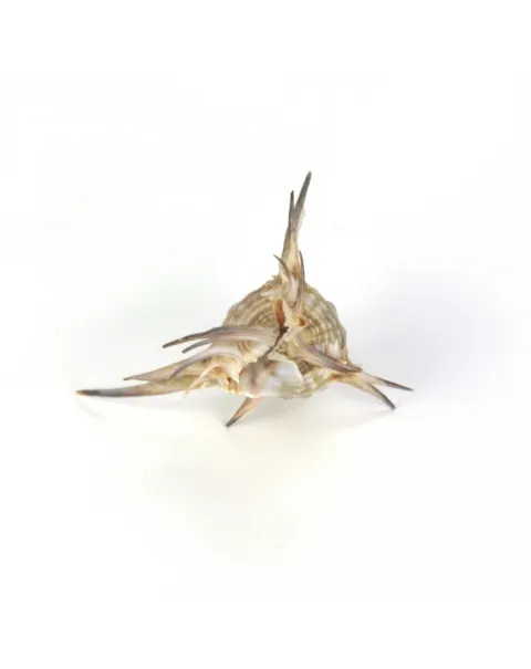 Murex Ternispina
