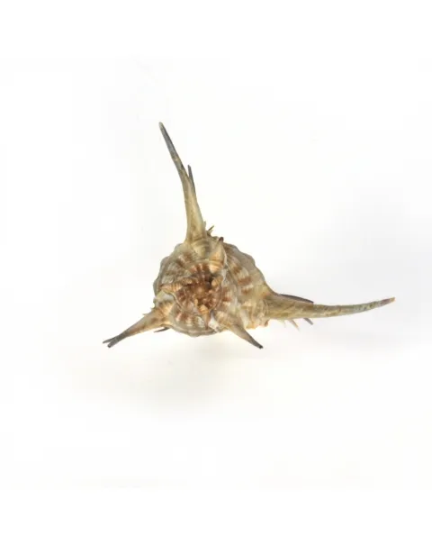 Murex Ternispina