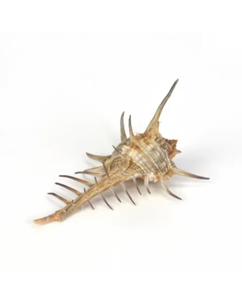 Murex Ternispina