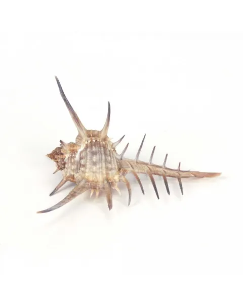 Murex Ternispina