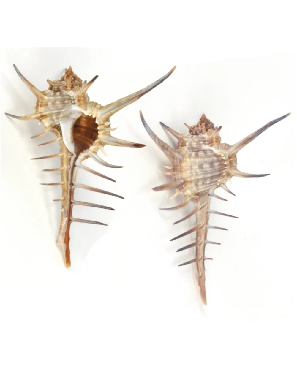 Murex Ternispina
