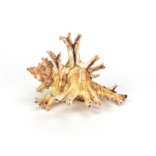 Chicoreus Palmarosae