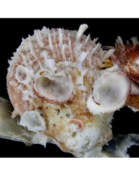 Malleus Albus e Spondylus Variegatus